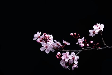 Cherry blossoms hang, suspended in space, their preternatural beauty like stars in the night sky. I think they’re plum blossoms actually, but my wife says they’re cherry.. Download this photo by David Brooke Martin on Unsplash Cherry Blossom Images, Cherry Blossom Pictures, Macro Photography Flowers, Cherry Blossom Wallpaper, Spring Images, Cherry Blossom Branch, Cherry Blossom Background, Sakura Tree, Black And White Tree