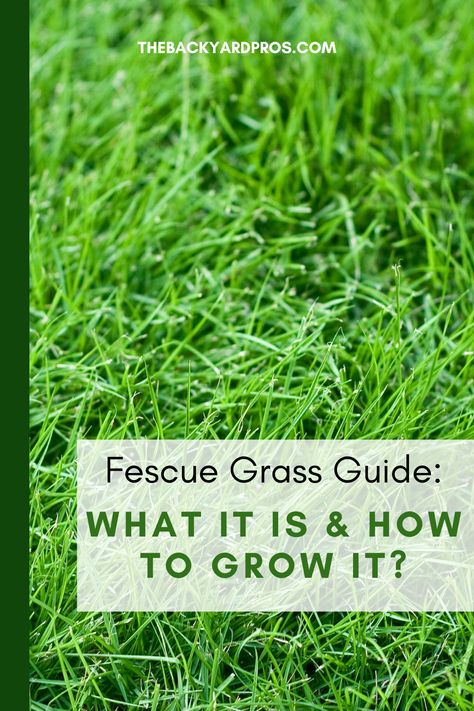 Uncover the secrets to lush green lawns with our comprehensive Fescue Grass Guide! 🌱 Dive into the world of this resilient and versatile grass variety, learning everything from its distinct features to expert tips on nurturing it to perfection. Whether you're a seasoned gardener or a newbie green thumb, this guide has all you need to cultivate a vibrant fescue-filled oasis in your backyard! #FescueGrass #GreenThumb #GardeningTips Fescue Grass Lawn, Fescue Grass Seed, Fescue Grass, Tall Fescue, Growing Grass, Grass Seed, Green Lawn, Yard Ideas, Raised Garden