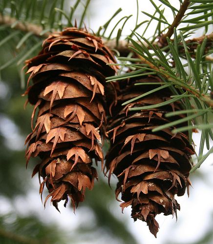 Douglas Fir cones Pseudotsuga Menziesii, Douglas Fir Tree, Coastal Redwood, Fast Growing Evergreens, Fir Cones, Acid Loving Plants, Pine Leaf, Fir Trees, Tree Seeds