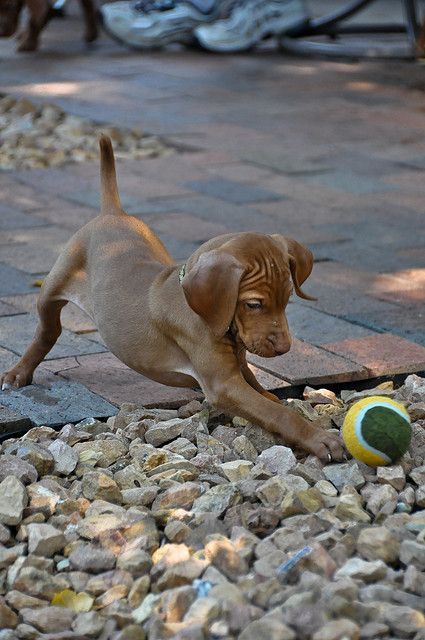 Puppy Playing, Vizsla Dog, Puppy Pics, Dogs Stuff, Vizsla Dogs, Vizsla Puppy, About Dogs, Vizsla Puppies, Puppy Play