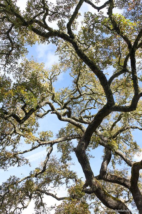 This is an oak tree on a hike in California. This guide to easy hikes in Northern California will show you hikes in Half Moon Bay and Windy Hill Open Space Preserve in Portola Valley. These are some of the best Northern California hikes, and they’re also great dog friendly hikes in Northern California. #california Northern California Hikes, Hikes In California, Hiking California, Fallbrook California, Glendale California, California Hikes, Santa Cruz Mountains, Gorgeous Sunset, Go Hiking