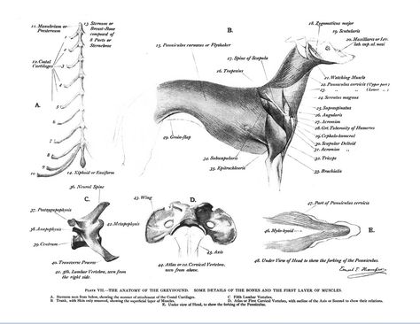 Greyhound Anatomy - Details of Bones and First Layers of Muscles Rosarito Baja California, Jeffrey Hunter, Anatomy Drawing, Hand Art Drawing, A Fire, Greyhound, Clean Up, Muscles, Anatomy