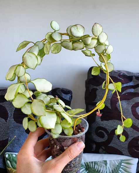 Hoya Heuschkeliana Variegated 🌿😍 Small leaves, beautiful flowers & twisted colours #hoyaro #foliagero #hoyaplantsofinstagram #hoyapassion #hoyalove #hoyaclub #hoyaheuschkeliana #hoyaspecies #hoyaheads #hoyavariegated #hoyavarieties #hoyaspirit #leavesonlyleaves #variegatedhoya #gardenstudio #greenplants🌿 #urbangardening Hoya Heuschkeliana, Hoya Plant, Small Leaves, Plant Aesthetic, Garden Studio, Small Leaf, Green House, Dream Garden, Urban Garden