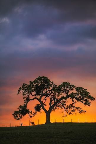 size: 12x8in Photographic Print: Chance Encountyers - Mount Diablo Oak Tree Farm Sunset by Vincent James : Farm Sunset, Fall Foilage, Texas Sunset, Lone Tree, Oak Trees, Pretty Landscapes, Tree Farm, Tree Silhouette, Blue Clouds