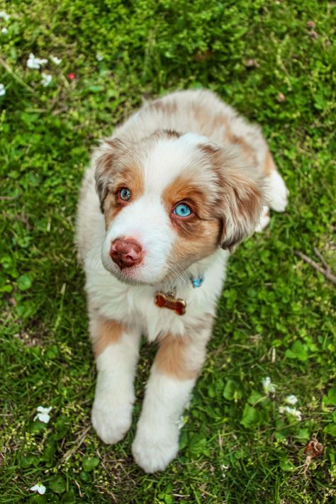 Baby Australian Shepherd, Blue Eyed Australian Shepherd, Australian Shepherd Merle, Australia Shepherd Puppy, Blue Heeler Puppy, Astralin Shepherd, Red Merle Australian Shepherd Puppy, Mini Australian Shepherd, Blue Merle Australian Shepherd