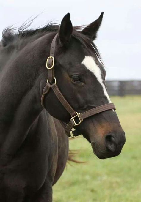 Zenyatta Horse, Thoroughbred Horse Racing, Horse Inspiration, Sport Of Kings, Most Beautiful Horses, Thoroughbred Horse, All The Pretty Horses, Horse Crazy, Horse Equestrian