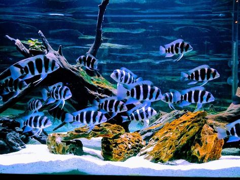 A simply gorgeous tank of frontosa...fishaccordingtosteve.com Frontosa Tank, Best Aquarium Filter, Fish Tank Themes, Custom Aquarium, Amazing Aquariums, Tropical Fish Tanks, Tropical Freshwater Fish, African Cichlids, Aquascape Aquarium