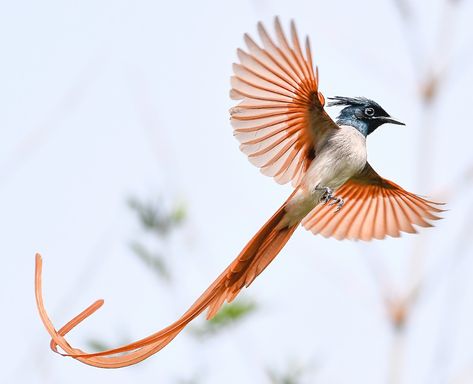 Flycatcher Bird, Indian Birds, Paradise Flycatcher, Geometry In Nature, Dirty White, Bird Tattoo, Interesting Animals, Blue Ring, China Art