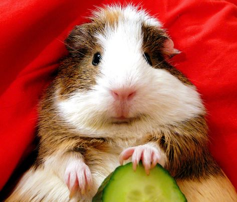 A comprehensive list of safe guinea pig foods. Find out what fruits, vegetables, and herbs you can feed your guinea pig. Vitamin C and Calcium info also included. Guinea Pig, Guinea Pigs, Pigs, Cucumber, White