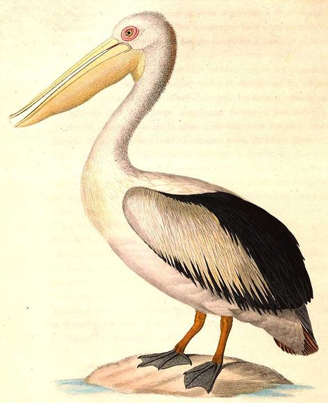 Pelican Illustration, Vintage Bird Illustration, Old Book Pages, Famous Americans, Old Book, Bird Illustration, Vintage Birds, Art Clipart, Fabric Paper