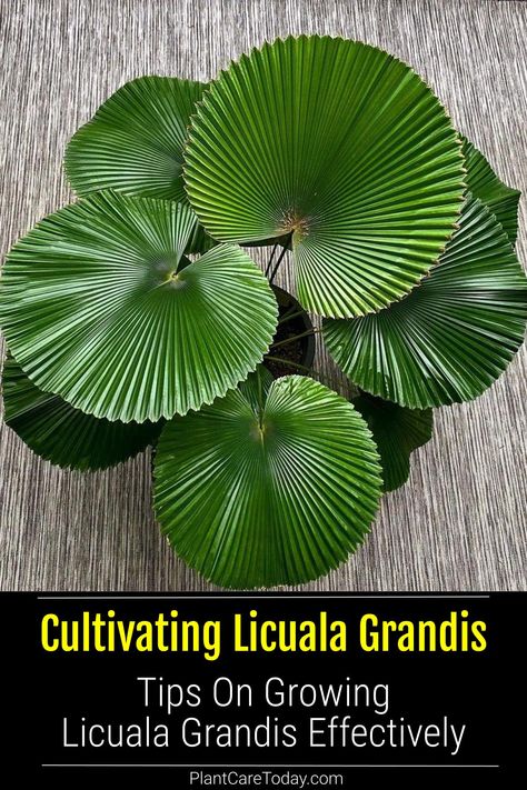 Learn how to care for Licuala Grandis, the elegant ruffled fan palm, with our comprehensive guide. From optimal lighting conditions to proper watering techniques, learn everything you need to foster a thriving indoor tropical environment. Image Credit: @amazing__plants Ruffled Fan Palm, Licuala Grandis, Tropical Environment, Amazing Plants, Yellow Blossom, Organic Compost, Fan Palm, Small Palms, Wildlife Gardening