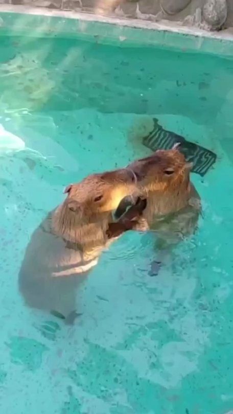 A capybara couple in love ❤️❤️🙏🙏  Swimming time  better when your semi aquatic and also love the heat ❤️ Hup☺️       -    -  Credit @capybara_worlds  - Capybara Swimming, Capybara Baby, Capybara Funny, Capybara Pet, Baby Capybara, Cute Capybara, Couple In Love, Unusual Animals, Couples In Love