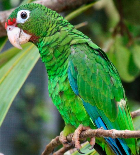 Cotorra puertorriqueña Puerto Rican Parrot, Amazon Parrots, Green Parrot, Amazon Parrot, Puerto Rican Culture, Porto Rico, Rare Birds, Endangered Animals, Puerto Rican