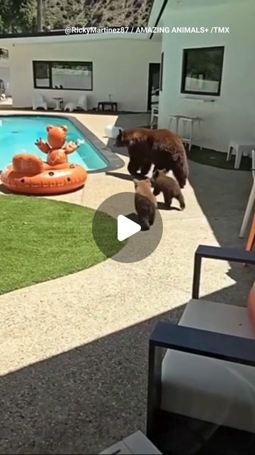 Mom And Baby Animals, Bear Video, Animal Videos Funny, Dog Swimming Pools, Dipping Pool, Amazing Swimming Pools, Funny Puppy, Baby Bears, Funny Bears