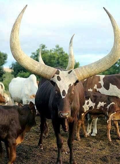 Ankole-Watusi marha Horned Animals, Longhorn Cow, Texas Longhorn, Photos Aesthetic, Interesting Animals, Gallery Wallpaper, Big Animals, Unusual Animals, Art Gallery Wallpaper