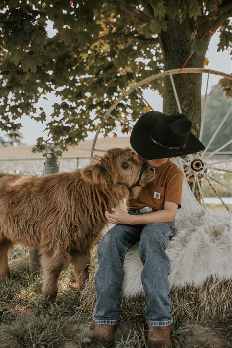 Mini Cow Photo Session, Mini Highland Cow Photoshoot, Cow Minis Photoshoot, Farm Theme Photo Shoot, Mini Cow Photoshoot, Cow Mini Session, Calf Photoshoot, Highland Cow Photoshoot, Cow Photoshoot