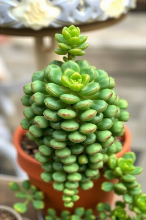 Crassula Marnieriana care Jade Succulent Plant Care, Gollum Jade Plant, Crassula Pyramidalis, Crassula Umbella, Crassula Ripple Jade, Growing Plants Indoors, Jade Necklace, Cacti And Succulents, Outdoor Plants