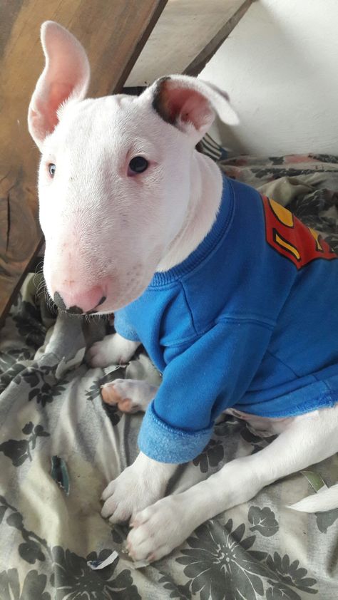 Cachorro de bull terrier argentina tigre Bully Terrier, Me And My Dog, Terrier Puppy, French Bull, Bull Terriers, English Bull, Future Life, Bull Terrier, Make Me Smile