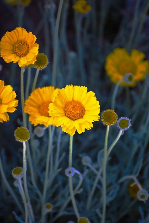 Desert Marigold Utah Plants, Desert Marigold, Garden Sanctuary, Yellow Plants, Petal Pushers, Desert Garden, Bright Winter, Gardening Advice, Desert Plants