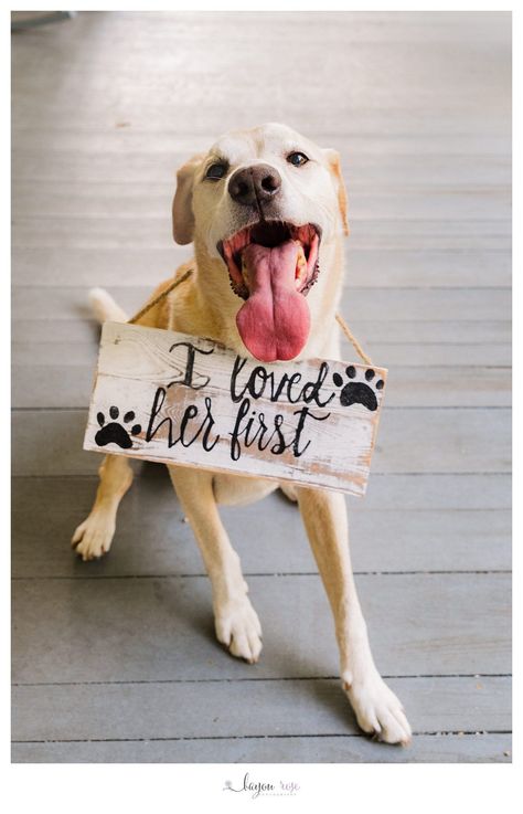 dog wearing i loved her first sign Bridal photo session, bridal photo, bride pose ideas, bride poses, wedding inspiration, wedding photos, veil ideas, lace veil, wedding dresses, Louisiana wedding photographer, gazebo, Southern wedding, wedding photos with dog, Baton Rouge wedding photographer, Baton Rouge wedding photography #weddingplanning Wedding Photos With Dogs, Dog Wedding Pictures, Dogs In Wedding, Bowling Wedding, Travis Wedding, Veil Ideas, Baton Rouge Wedding, Memory Table Wedding, Photo Bride