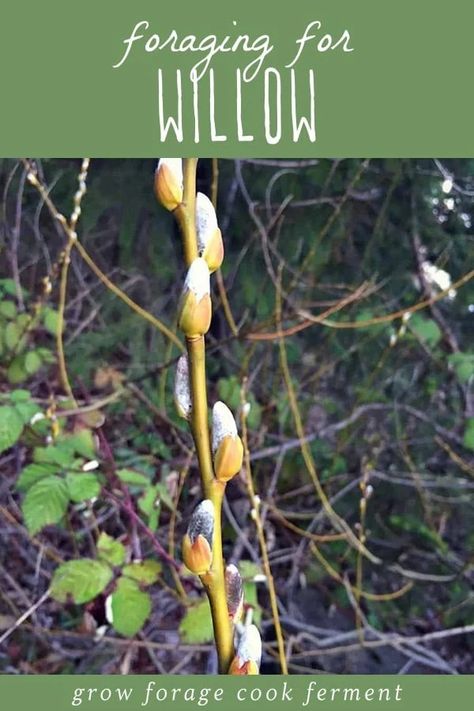 Willow Bark Benefits, Willow Water, Medicinal Weeds, Wild Foraging, Wild Food Foraging, Edible Wild Plants, Healing Plants, Willow Bark, Weeping Willow