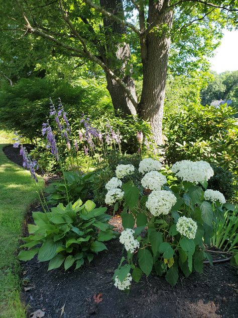 Hortensia Annabelle, Hydrangea Border, Hydrangea Annabelle, Garden Design Pictures, Shade Loving Shrubs, Annabelle Hydrangea, Hydrangea Landscaping, Pastel Garden, Front Yard Plants