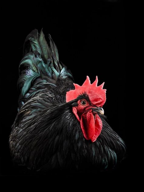 Black Australorp: Breed Information, Egg Color, Characteristics and More… | Chickens And More Chicken Egg Colors, Australorp Chicken, Black Australorp, Chicken Roost, Black Rooster, Beautiful Chickens, Chicken Painting, Backyard Flocks, 4 By 4