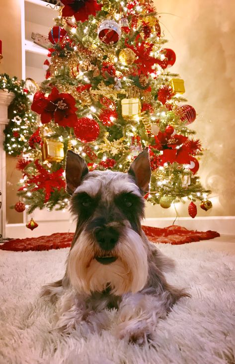 Schnauzer Christmas Schnauzer Christmas, Happy New Year Animation, Mini Schnauzer Puppies, Christmas Cuties, Schnauzer Puppies, Mini Schnauzers, Miniature Schnauzers, Schnauzer Puppy, Yorkshire Terriers