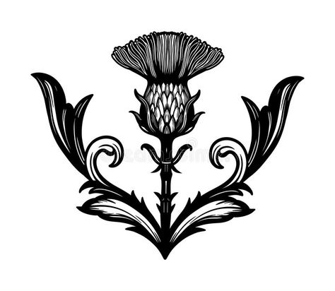 Thistle flower -the Symbol Of Scotland. Thistle flower in ornament frame.The Symbol Of Scotland, isolated vector illustration. Tattoo stile stock illustration Scotland Symbols, Thistle Logo, Thistle Flower Tattoo, Scottish Thistle Art, Scotland Tattoo, Scottish Thistle Tattoo, Celtic Tattoos For Men, Scottish Symbols, Thistle Tattoo