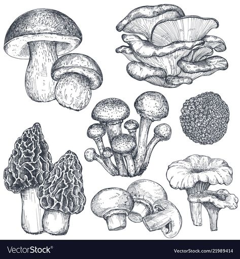 Drawn Mushrooms, Mushroom Tattoos, Mushroom Drawing, Mushroom Art, Food Drawing, Botanical Illustration, Art Sketchbook, Verona, Doodle Art