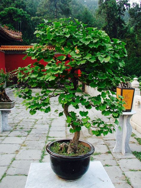 Ginko Bonsai Tree.. Ginko Biloba, Ginkgo Tree, Bonsai Plants, Potted Trees, Bonsai Trees, Bonsai Garden, Arte Floral, Trees And Shrubs, Bonsai Tree