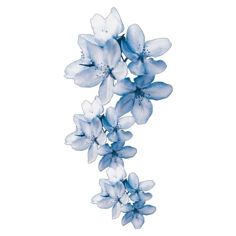 Blue Flower Wallpaper, Light Blue Aesthetic, Flower Icons, Png Aesthetic, 사진 촬영 포즈, Light Blue Flowers, Bleu Pastel, Spring Pastels, Blue Poster