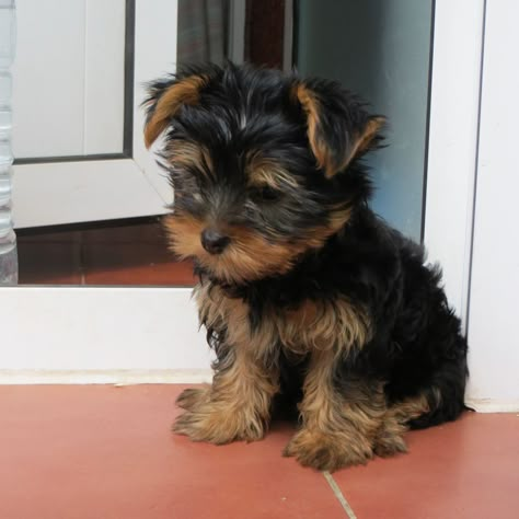 Cute Yorkie Puppies, Waiting For Something To Happen, Cute Fluffy Puppies, Dream Puppy, Teacup Yorkies, 300 Dollars, Teacup Yorkie Puppy, Cute Small Dogs, Puppy Mom