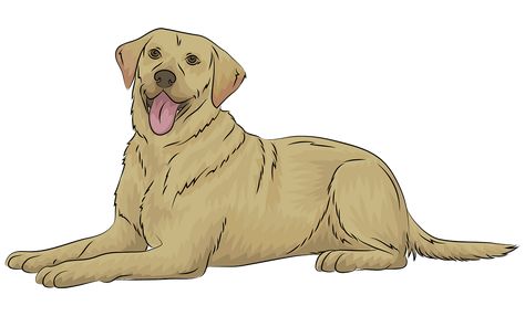 Yellow Lab Drawing, Lab Drawing, Golden Retriever Cartoon, Dog Illustration Art, Clip Art Library, Yellow Labrador, Custom Family Portrait, Yellow Lab, Drawing Cartoon