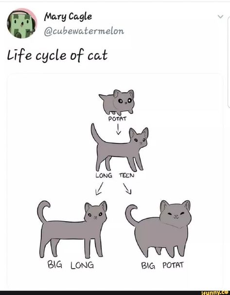 Psy Chihuahua, 심플한 그림, 강아지 그림, Funny Captions, 웃긴 사진, Silly Cats, Cute Comics, Little Animals, Warrior Cats