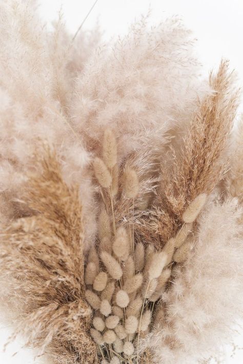 Cream Aesthetic, Beige Wallpaper, Deco Floral, Beige Aesthetic, Aesthetic Pastel Wallpaper, Aesthetic Colors, Pastel Wallpaper, Brown Aesthetic, Pampas Grass