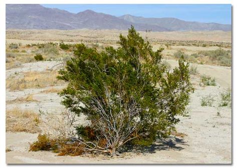 Bush Reference, Astro Herbalism, Desert Shrubs, Creosote Bush, Arizona Garden, Nature Reference, Live Earth, Arizona Gardening, Environment Reference