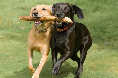 Friends romping  . . . . Durham County, Dogs Playing, Dog Parks, Pet Resort, 강아지 그림, Pet Friendly Hotels, Funny Animal Quotes, Labrador Retrievers, Best Dog Breeds