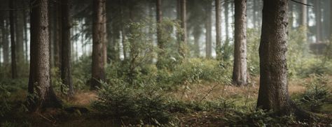 18 into 1 | A forest panorama with 18 upright format photos … | Flickr Forest Panorama, Wallpaper Forest With Depth, Forest Landscape Photography Horizontal, Horror Forest Background, Dense Forest Photography, Dark Forest Horizontal, Panorama Photography, 4k Photos, Forest Backdrops