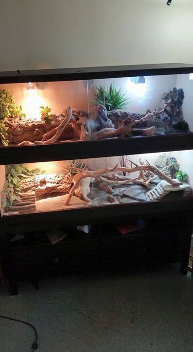 Awesome uromastyx enclosures. Credit: Daniel Alexander Sevilla Bearded Dragon Vivarium, Lizard Habitat, Snake Cages, Bearded Dragon Terrarium, Bearded Dragon Enclosure, Bearded Dragon Cage, Snake Enclosure, Bearded Dragon Habitat, Bearded Dragon Tank