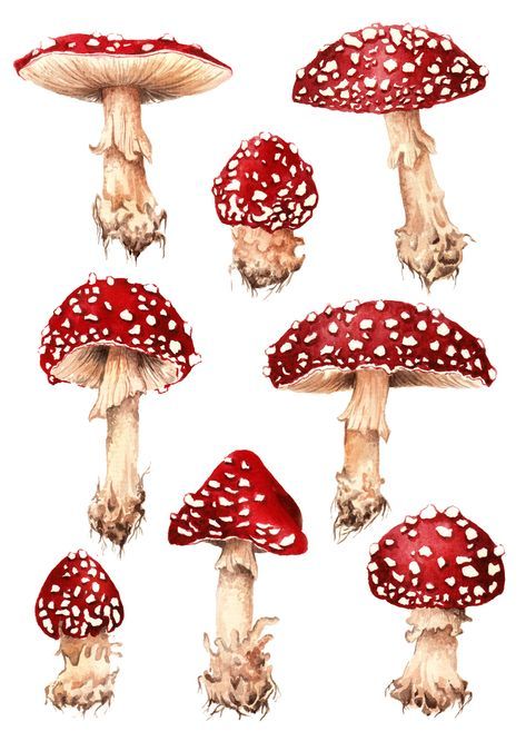 Fungi Illustration, Mushroom Paint, Mushroom Pictures, Mushroom Drawing, Mushroom Fungi, Mushroom Art, Botanical Drawings, Art Journals, Botanical Illustration