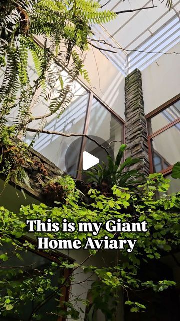 Bird Atrium In House, Home Aviary, Atriums In Houses, Indoor Bird Room Ideas, Parrot Enclosure, Aviary Ideas, Waterfall Pond, Birds Tropical, Bird Aviary