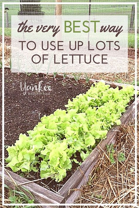 Lettuce Soup, How To Harvest Lettuce, Lettuce Recipes, Breakfast Salad, Lettuce Salad, Organic Gardening Tips, Garden Recipes, Stir Fries, Food Trays