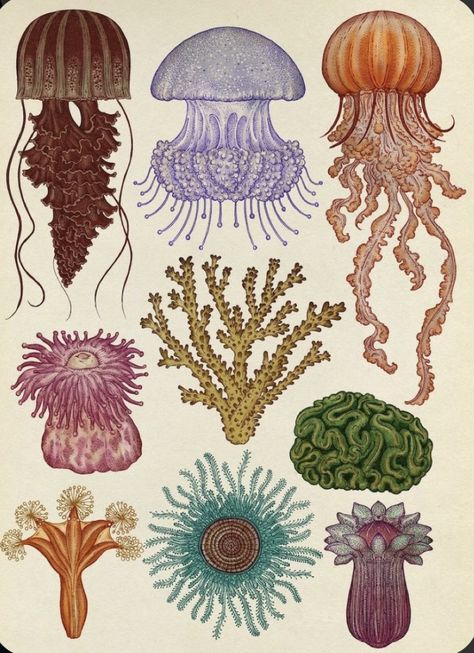 Akvarel Illustration, Katie Scott, Cnidaria, Scientific Illustration, Arte Inspo, Sea Art, Art And Illustration, Art Plastique, Botanical Illustration