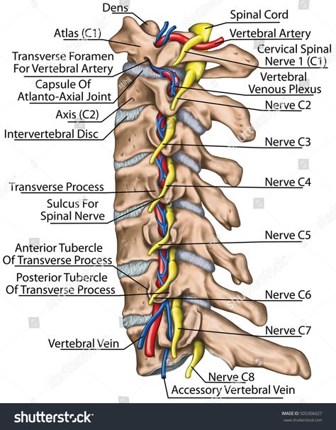 Nerve Anatomy, Vertebral Artery, Kedokteran Gigi, Spinal Nerve, Brain Anatomy, Human Body Anatomy, Spine Health, Muscular System, Cervical Spine