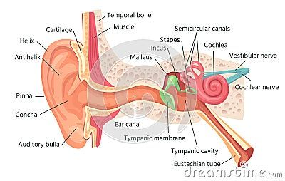 Human Ear Anatomy, Ear Structure, Ear Anatomy, Human Ear, Human Anatomy, Biology, Anatomy, Stock Vector, Medicine