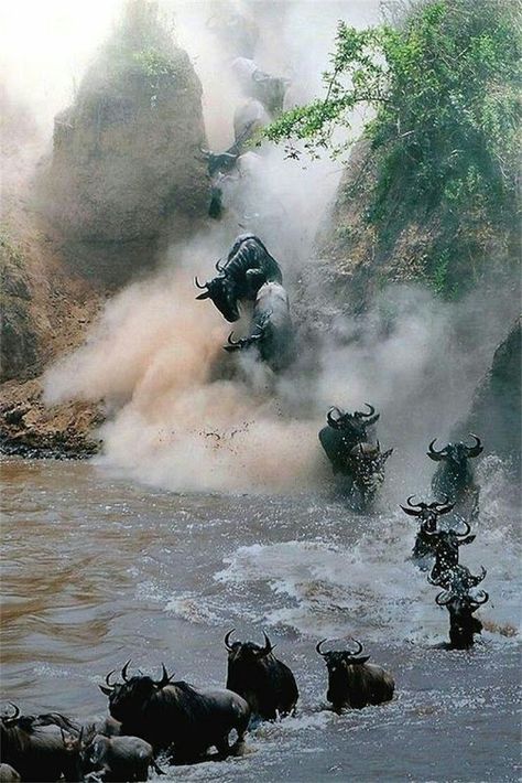 Migrating Animals, Powerful Animals, Danger Danger, Wow Photo, Animals Crossing, Wild Kingdom, Mule Deer, Masai Mara, Water Buffalo