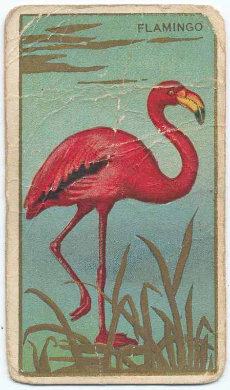 Flamingo. - NYPL Digital Collections Linoprint Ideas, Flamingo Projects, Pink Shoelaces, Flamingo Illustration, Flamingo Art, Collectible Trading Cards, Flamingo Pink, Vintage Florida, New York Public Library