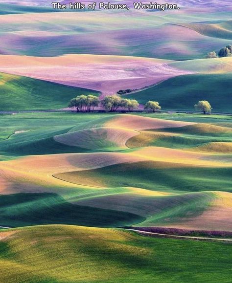 Palouse Washington, The Palouse, Rolling Hills, Washington State, Artist At Work, National Geographic, Beautiful World, Nature Art, Beautiful Nature