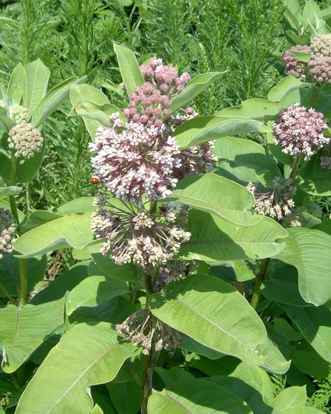 Common milkweed – Asclepias syriaca - Plant & Pest Diagnostics Asclepias Syriaca, Common Milkweed, Milkweed Flower, Milkweed Seeds, Milkweed Plant, Plant Pests, Native Plant Gardening, Scientific Name, Four Leaves